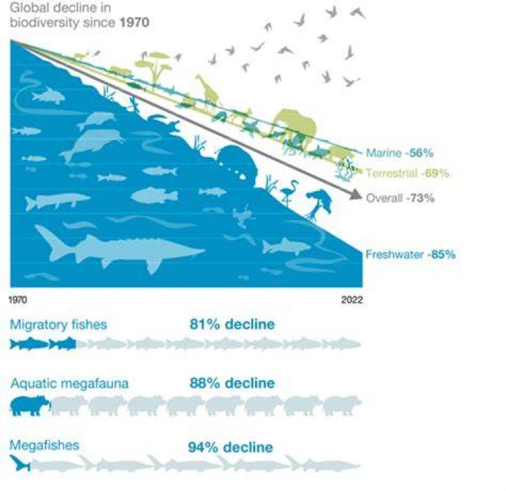 When in life does density dependence occur in fish populations?
