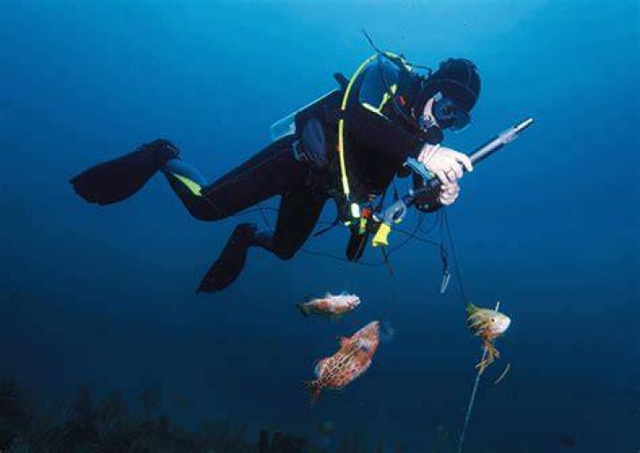 Where can you spearfish in Santa Barbara?