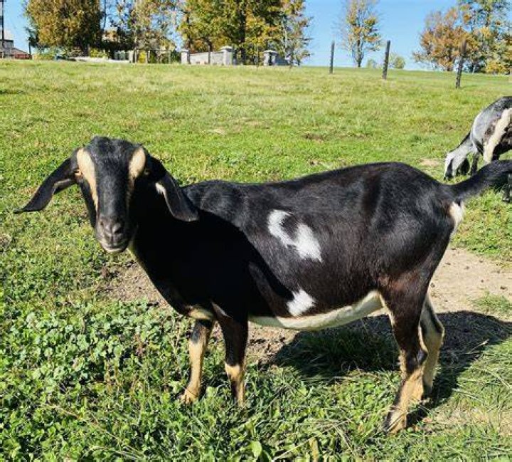 Where do miniature goats come from?
