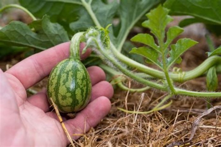 Which is the best seed of watermelon?