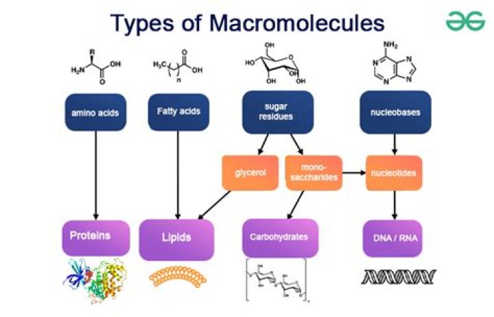 Which of the 4 macromolecules is starch?