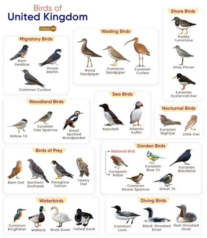 Which UK birds are songbirds?
