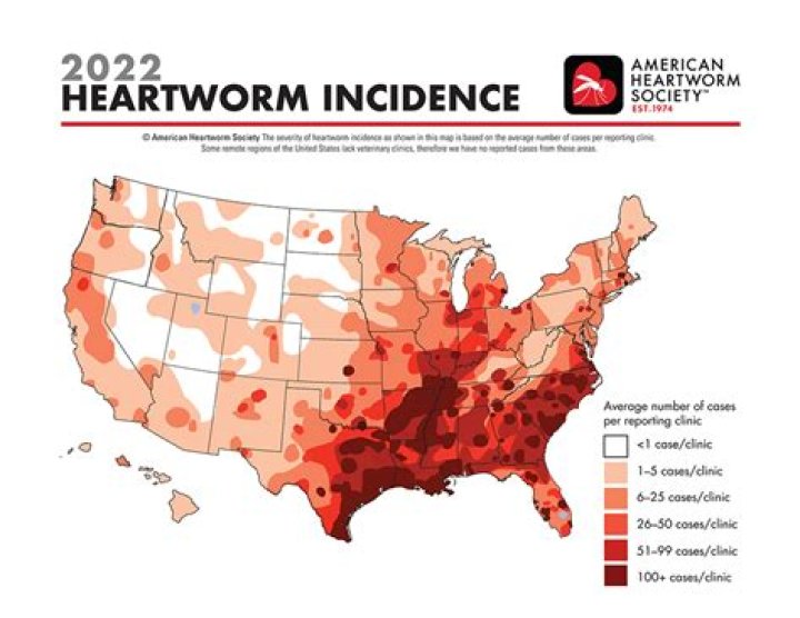 Who is the American heartworm Society?