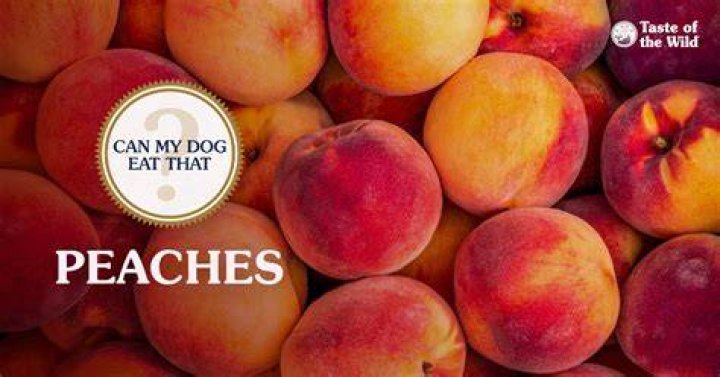 Why are bees eating my peaches?