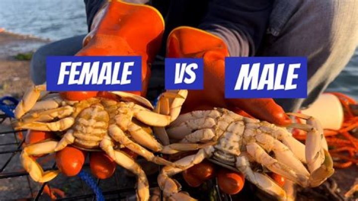 Why are female Dungeness crabs illegal?