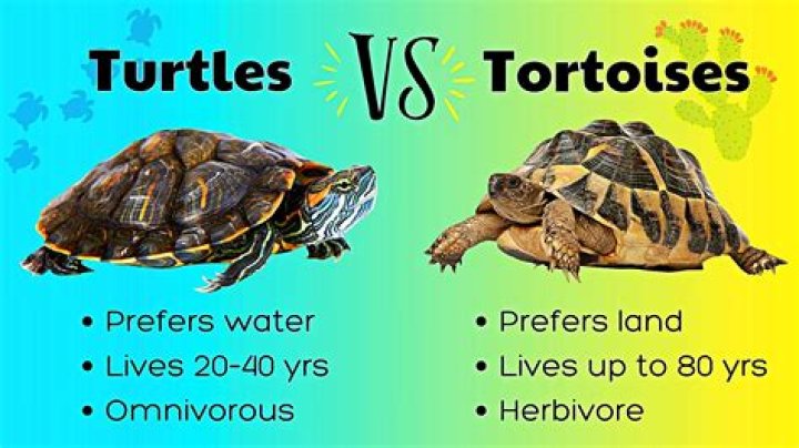 Why are radiated tortoises called radiated tortoises?