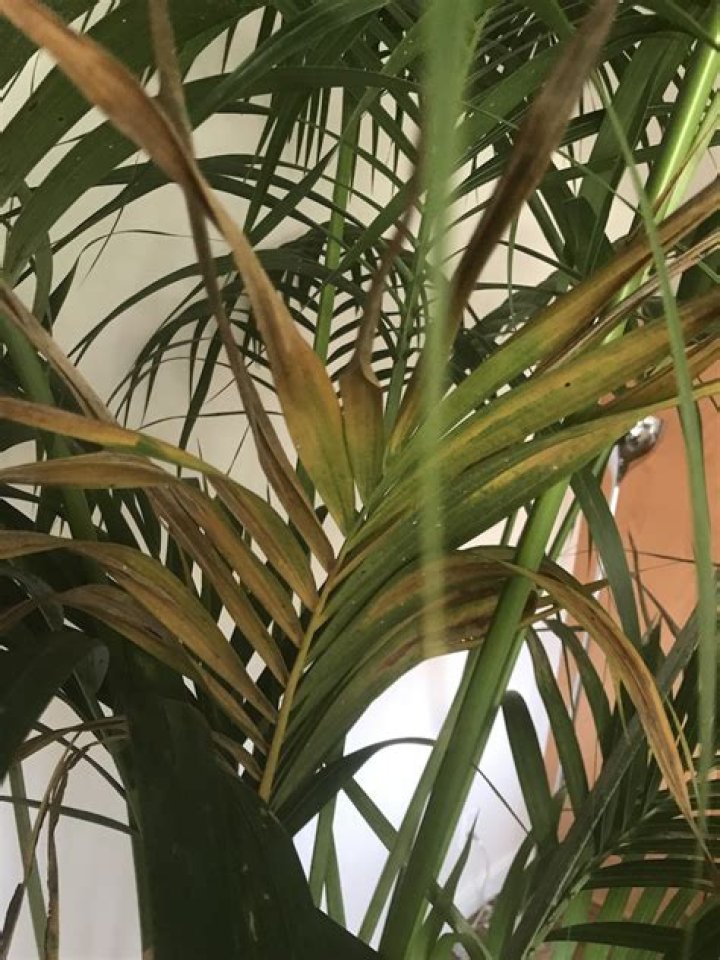 Why are the tips of my Kentia palm leaves turning brown?