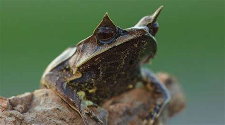 Why does TCU have Horned Frogs?