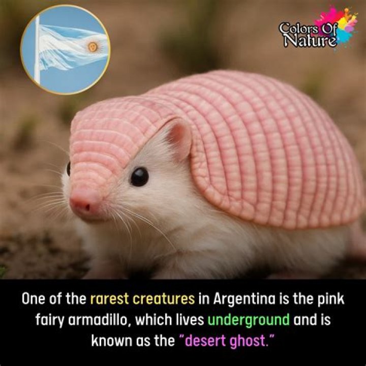 Why is it called the pink fairy armadillo?