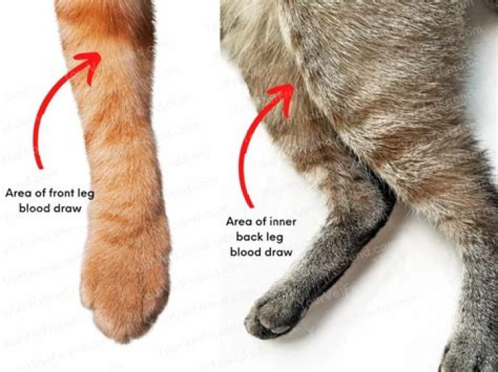 Why is my cat not using her front leg?