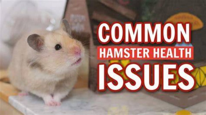 Why is my hamster holding food in his mouth?