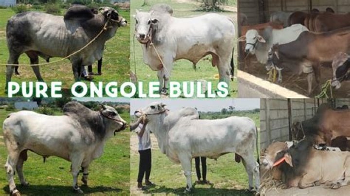 Why Ongole bulls are famous?
