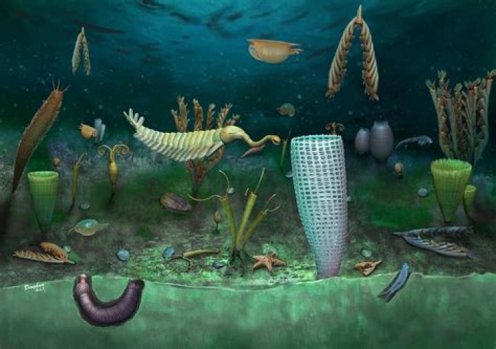 Why were no animals living during the Precambrian era?