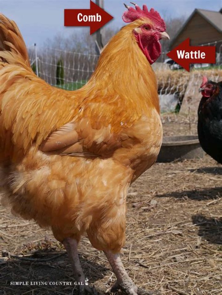 Will a sick rooster crow?