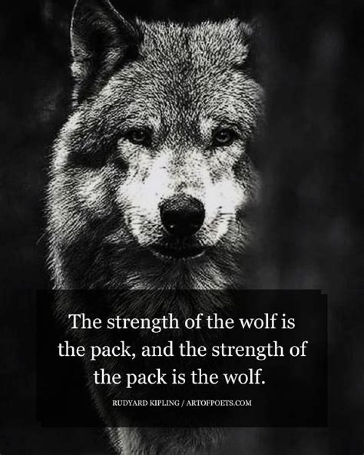 Will a wolf protect its owner?